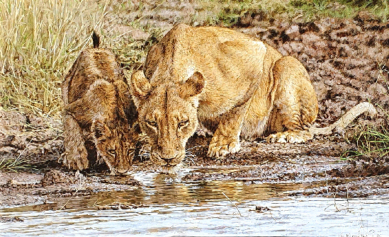Lioness Mother and Cub Drinking