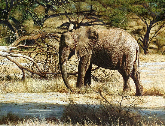 Elephant in Samburu