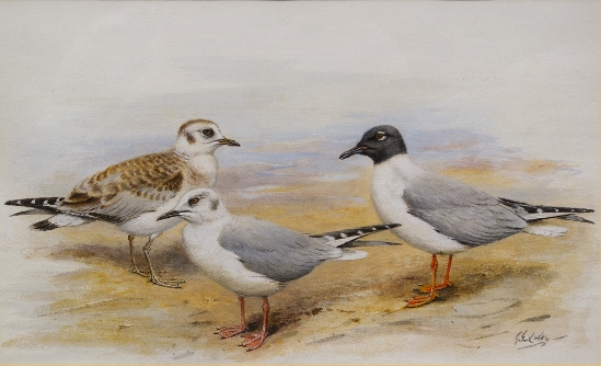 George Edward Lodge - Studies of Gulls; Male, Female and Immature