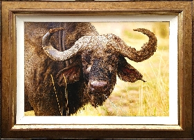 Cape Buffalo Bull