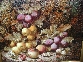 Still Life with Plums, Apples and Peaches on a Mossy Bank