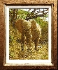 Elephant, Samburu