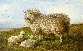 Sheep Resting