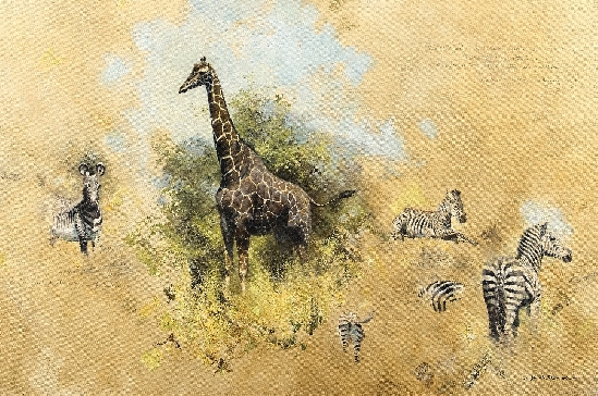 David Shepherd, CBE FRSA FRGS. - Studies of Zebra and Giraffe