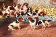Bassets