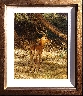 Male Impala
