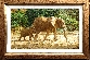 Elephant Mother and Baby