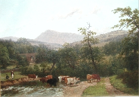 Cattle Watering