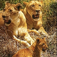 Lionesses and Cub, Masai Mara