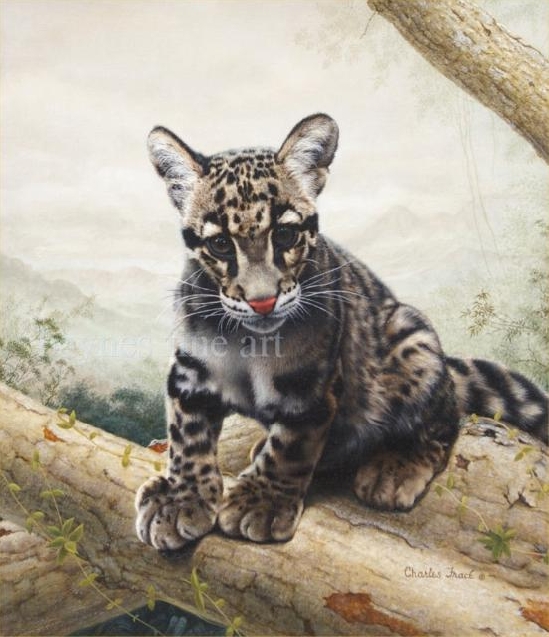 Charles Frace - Leopard Cub