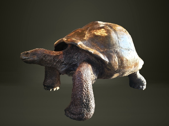 Gill Parker - Galapagos Tortoise
