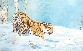 Siberian Tiger