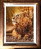 Battle Scarred Lion
